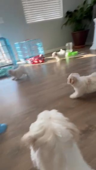 Maltese Shihtzu in Moreno Valley, California