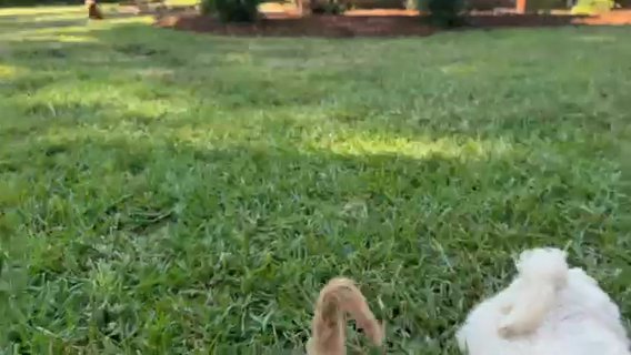 Red, Red & White Golden Doodles in Brookhaven, Mississippi