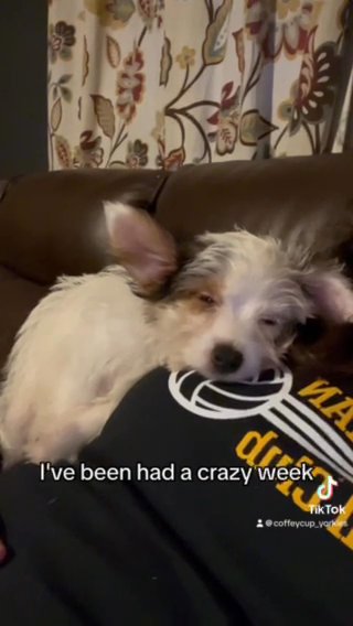 Male AKC Yorkie in Boone, North Carolina
