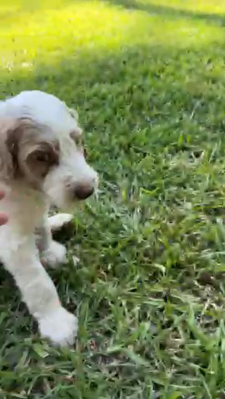 Goldendoodle in Brookhaven, Mississippi