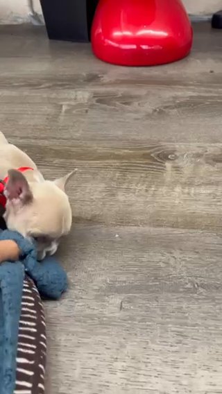 Frenchies in Hialeah, Florida