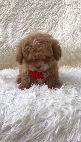 Tiny Toy Poodle Male (Teddy) in Jeffersonville, Indiana