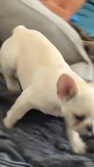French Bulldog in New York City, New York