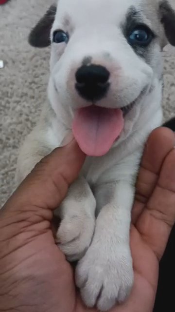 German Shepherd Huskies Puppy BLUE EYES! in Spring, Texas