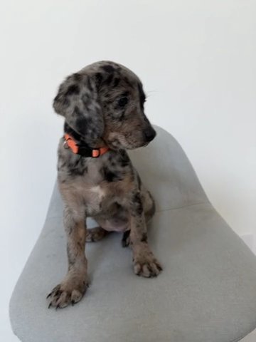 Merle Blue Bordoodle Orange in Charlotte, North Carolina