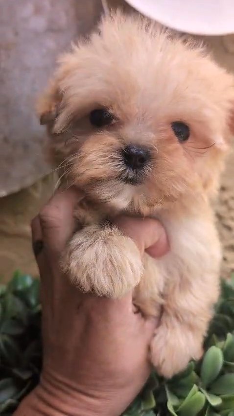 Korean Maltipoo Teacups in Sunrise, Florida
