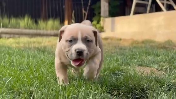 Female American Bully in Casper, Wyoming