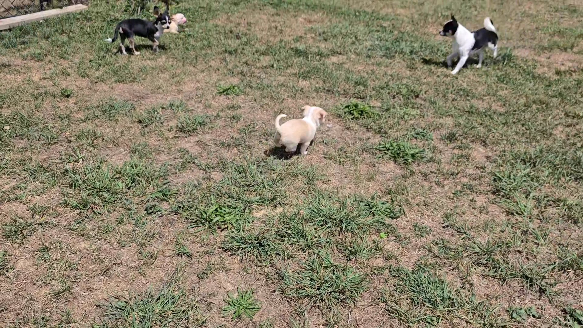 little beige boy in Amity, Pennsylvania
