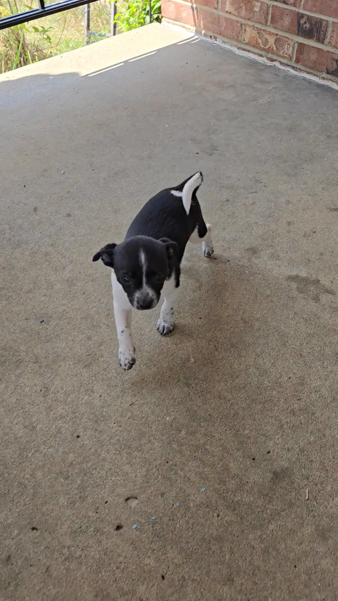 oreo girl in Amity, Pennsylvania