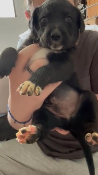 Male Mutt Puppy in Houston, Texas