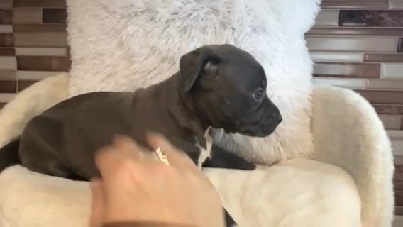 Rescue Puppies Need Love Too ❤️ in Savannah, Georgia
