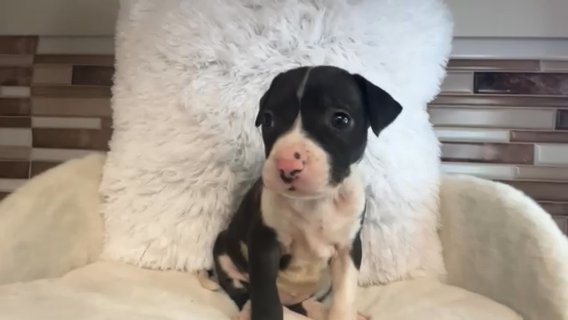 Rescue Babies Need Love in Savannah, Georgia