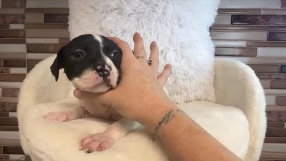 Rescue Puppies Need Love Too ❤️ in Savannah, Georgia