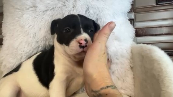 Rescue Puppies Need Love Too ❤️ in Savannah, Georgia