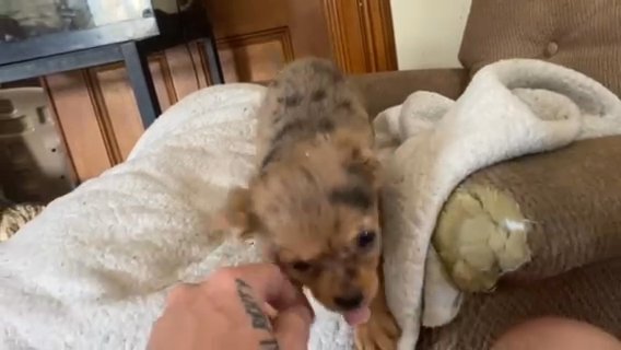 Long Hair Blue Merle Female Chihuahua Puppy in Westfield, Massachusetts