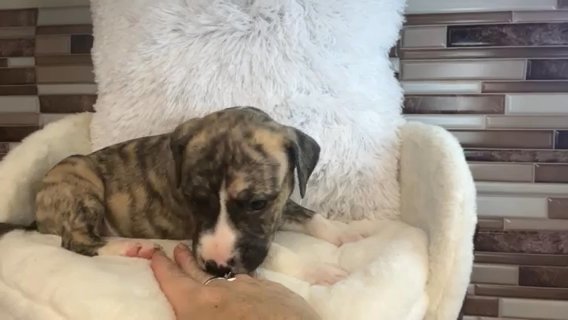 Rescue Puppies Need Love Too ❤️ in Savannah, Georgia