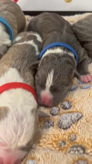 Handsome Little Bluenose Pit Puppies in Savannah, Georgia
