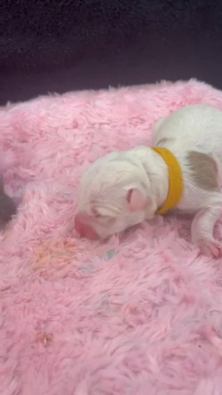 Cute Blue Pitbulls Puppies in Savannah, Georgia