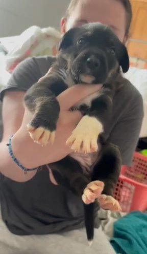 Female Mutt Puppy in Houston, Texas