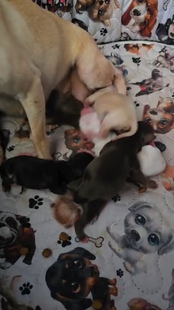 each individual puppy priced at 3500 in Amity, Pennsylvania