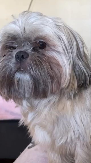 Shihtzu Puppies in Roseville, Michigan