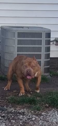 My stud ace ?? in South Bend, Indiana