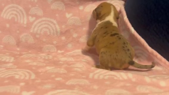 Bully Pup For Sell in South Bend, Indiana