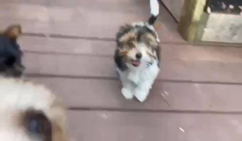 Yorkie Puppies in Columbia, Tennessee