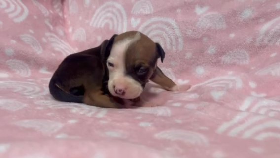 Bully puppy for sell in South Bend, Indiana