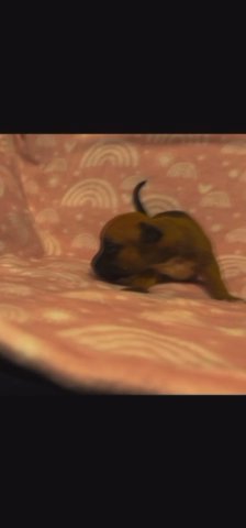 Bully puppy for sale in South Bend, Indiana