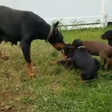 Healthy Doberman Puppies For Good Homes in Dallas, Texas