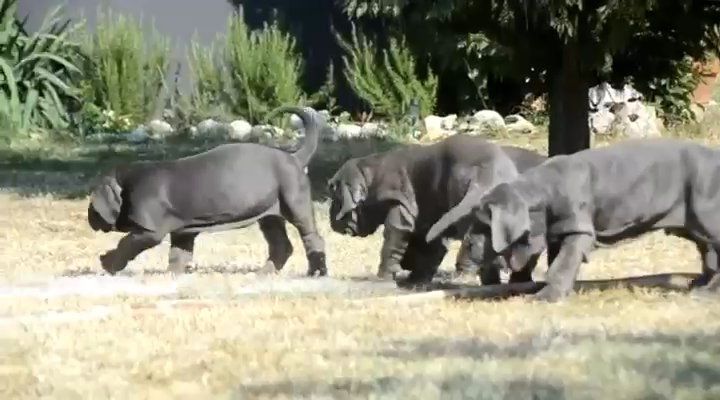 Neapolitan mastiffs puppies for adoption in Atlanta, Georgia