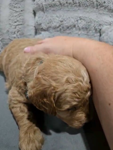 Maui in Iowa City, Iowa