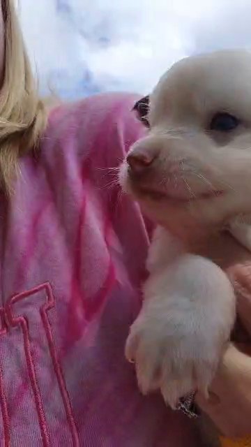 Beautiful Toy Pomsky female Blue eyed girl in Gastonia, North Carolina