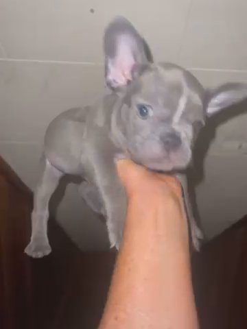 Lilac Female French Bulldogs in Baltimore, Maryland
