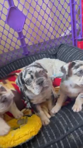 Male Akc French Bulldog Pup in Baltimore, Maryland