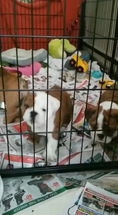 English Bulldogs in New Iberia, Louisiana