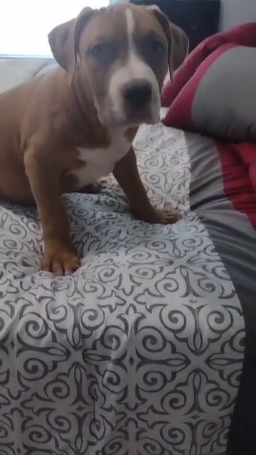 12 week old XL American bully females in Gastonia, North Carolina