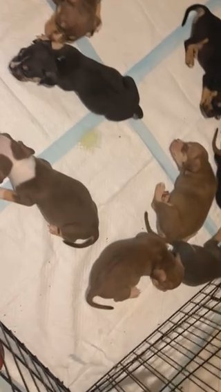 Pocket Bullies ?? in Dallas, Texas