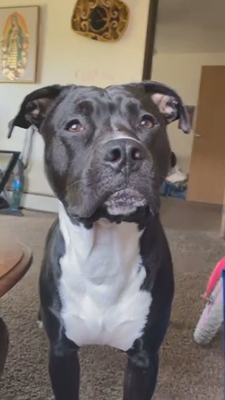 Rehoming Dog in Des Moines, Iowa
