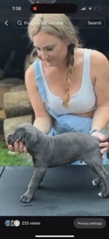 Cane Corso in Philadelphia, Pennsylvania