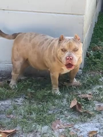 Merle Female in Tampa, Florida
