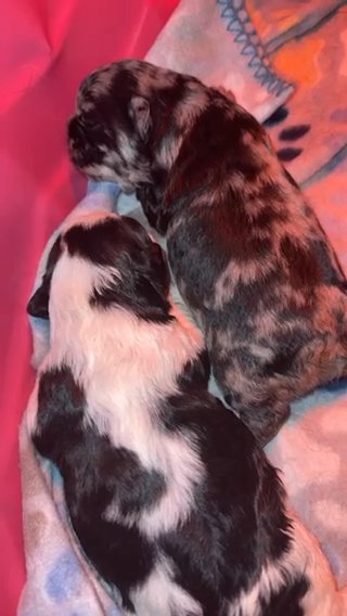 Fluffy Visual French Bulldogs in Coventry, Rhode Island