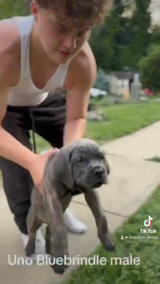 Cane Corso Puppy in Philadelphia, Pennsylvania