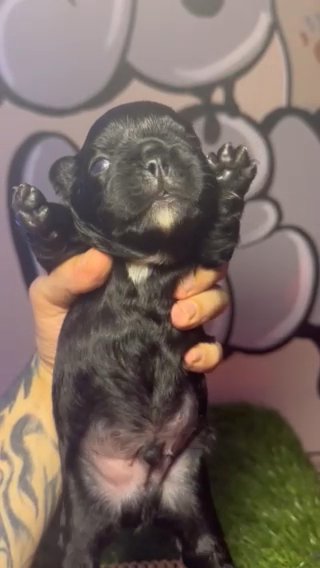 Black Fluffy Visual French Bulldog in Coventry, Rhode Island