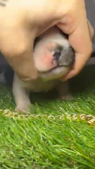 Pied Fluffy Visual French Bulldog in Coventry, Rhode Island