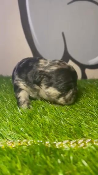 Fluffy Visual French Bulldog in Coventry, Rhode Island