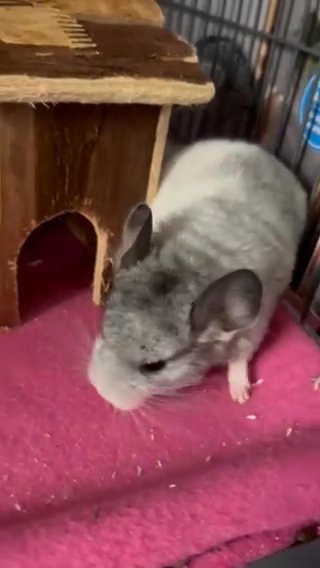 Chinchilla Babies in North Platte, Nebraska