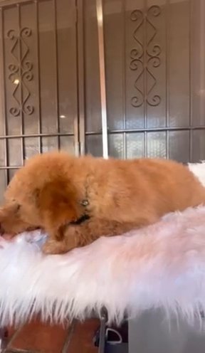 Rex Standard Poodle Looking For A Home in Phoenix, Arizona