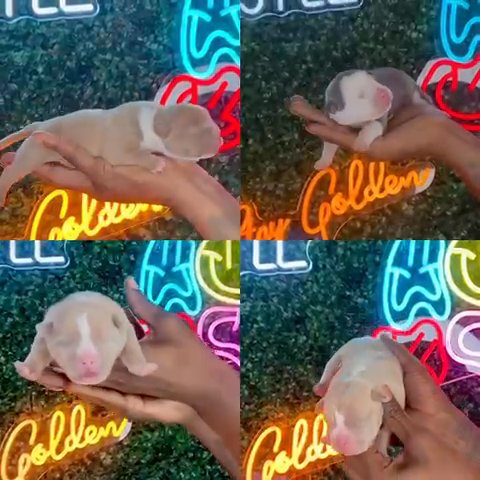 Ballerbullies813 Puppies For Sale in Tampa, Florida